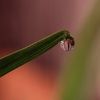 dewdropboutique